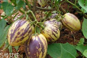 香瓜茄怎么吃 香瓜茄可以生吃嗎 香瓜茄怎么吃 香瓜茄可以生吃嗎