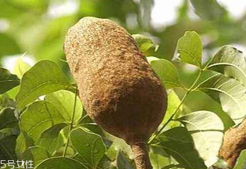 向天果產(chǎn)地在什么地方 原產(chǎn)地所羅門群島 向天果產(chǎn)地在什么地方 原產(chǎn)地所羅門群島