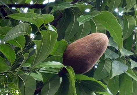 向天果的用量 根據(jù)自身情況選擇服用量。