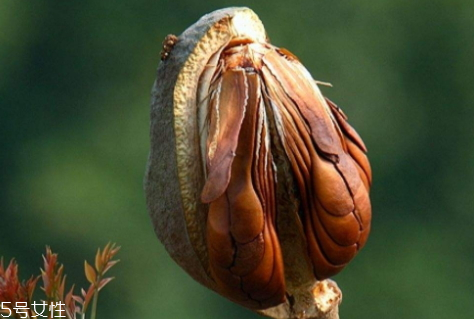 向天果的用量 根據(jù)自身情況選擇服用量。