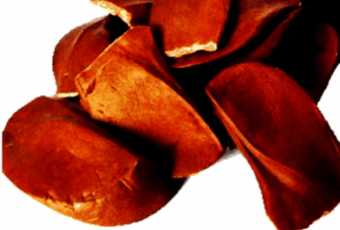 向天果為什么那么苦 味苦清火 向天果為什么那么苦 味苦清火