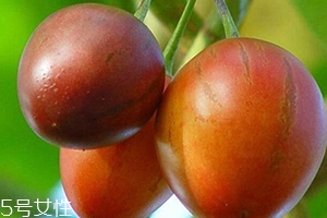 樹番茄孕婦可以吃嗎？這些人要小心食用