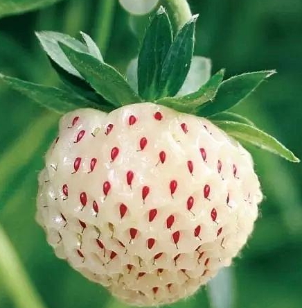 白舅果的功效 白舅果是菠蘿莓嗎？