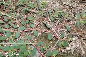 千根草的功效與作用 藥用價值 千根草的功效與作用 藥用價值