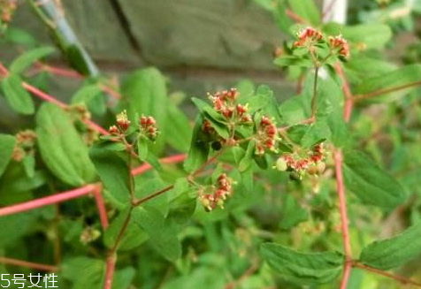通奶草的功效與作用 可以輔助下奶 通奶草的功效與作用 可以輔助下奶