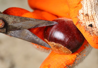 栗子是怎么長(zhǎng)出來(lái)的 開(kāi)花結(jié)果取果仁