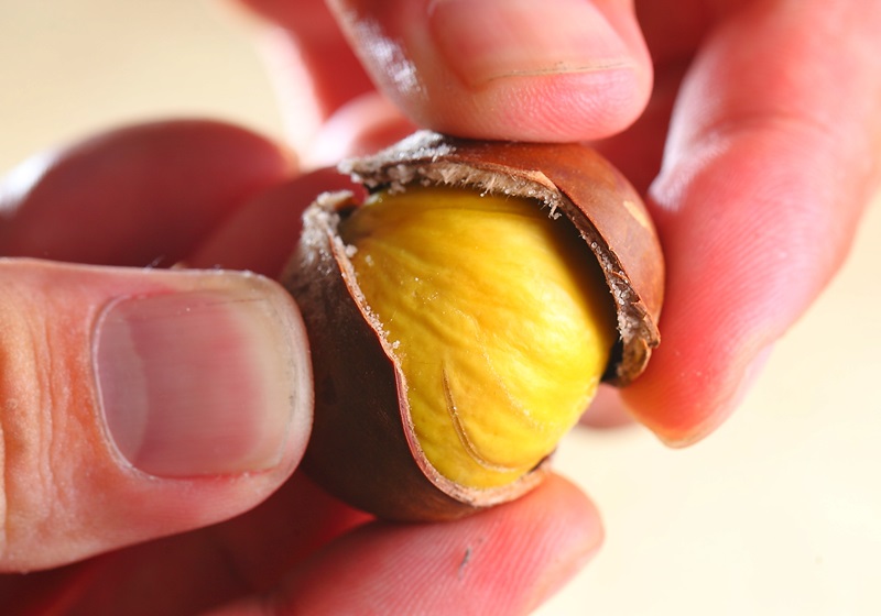 栗子是怎么長(zhǎng)出來(lái)的 開(kāi)花結(jié)果取果仁