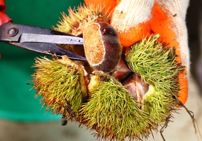 栗子是怎么長(zhǎng)出來(lái)的 開(kāi)花結(jié)果取果仁