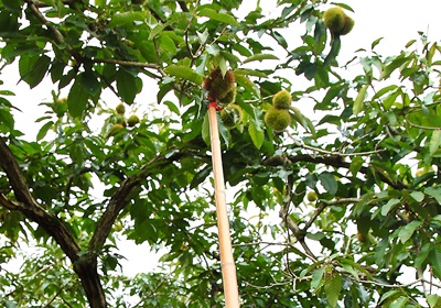 栗子是怎么長(zhǎng)出來(lái)的 開(kāi)花結(jié)果取果仁