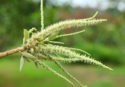 栗子是怎么長(zhǎng)出來(lái)的 開(kāi)花結(jié)果取果仁