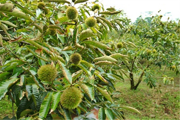 栗子是怎么長(zhǎng)出來的 開花結(jié)果取果仁