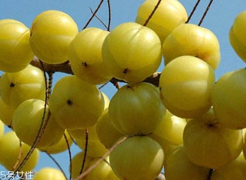 余甘子是橄欖嗎？余甘果又叫滇橄欖