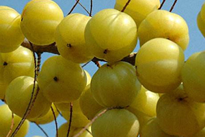 余甘子怎么吃？腌制風(fēng)味最佳