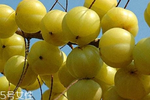 余甘子怎么吃？腌制風(fēng)味最佳