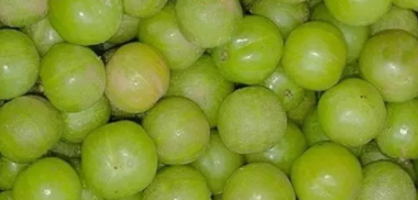 余甘子多少錢一斤？余甘果報(bào)價(jià)