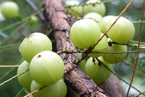 余甘子多少錢一斤？余甘果報價