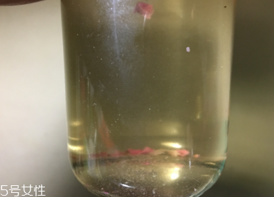 墨紅玫瑰和金邊玫瑰哪個好？墨紅玫瑰更勝一籌