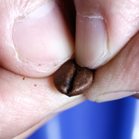 怎么判斷咖啡豆的好壞與新鮮度 怎么判斷咖啡豆的好壞與新鮮度