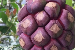 布福娜多少錢一斤？長相奇特的水果