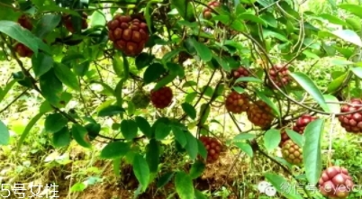 布福娜怎么吃？形狀像惡魔果實