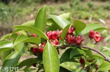 布福娜怎么吃？形狀像惡魔果實