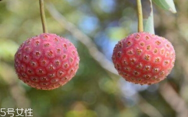 雞嗉子果怎么吃？雞嗉子果的功效和作用