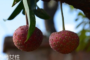 雞嗉子果怎么吃？雞嗉子果的功效和作用