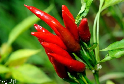 多少濕辣椒能曬一斤干辣椒 品種不同辣椒的含水量不同 多少濕辣椒能曬一斤干辣椒 品種不同辣椒的含水量不同