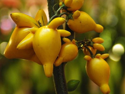 黃金果怎么吃？黃金果能吃嗎？