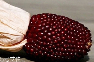 草莓玉米怎么吃？觀賞和食用雙重價(jià)值