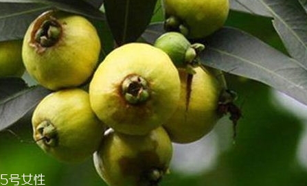 水葡萄的功效與作用 水葡萄的功效與作用