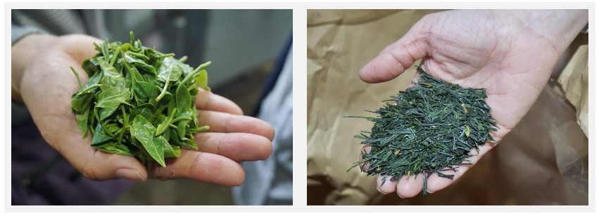 日本茶葉哪個好 日本茶葉茶種介紹 日本茶葉哪個好 日本茶葉茶種介紹