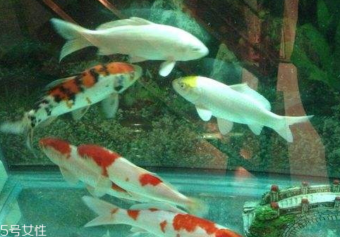 農(nóng)夫山泉可以養(yǎng)魚(yú)嗎 養(yǎng)魚(yú)小技巧 農(nóng)夫山泉可以養(yǎng)魚(yú)嗎 養(yǎng)魚(yú)小技巧