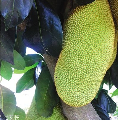 榴蓮蜜哪里能吃？哪里不能吃