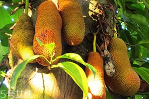 尖蜜拉是菠蘿蜜嗎？多少錢一斤