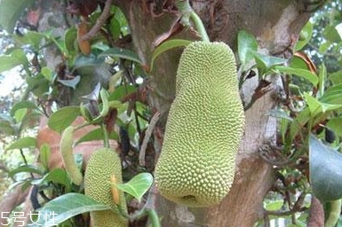 尖蜜拉是菠蘿蜜嗎？多少錢一斤