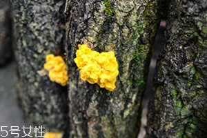 孕婦可以吃金耳嗎？哪些人不適合吃金耳