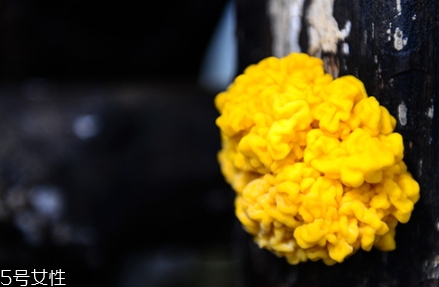 孕婦可以吃金耳嗎？哪些人不適合吃金耳