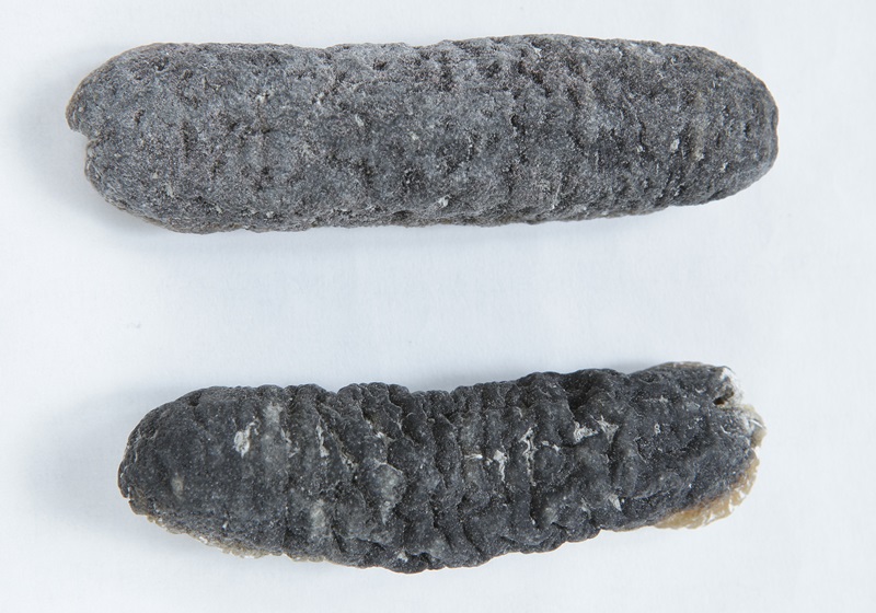 干海參怎么泡發(fā)最好最快 4步驟泡發(fā) 干海參怎么泡發(fā)最好最快 4步驟泡發(fā)