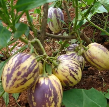 香瓜茄多少錢一斤？香瓜茄種子哪里買