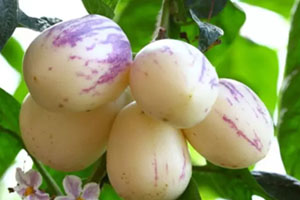 香瓜茄多少錢一斤？香瓜茄種子哪里買