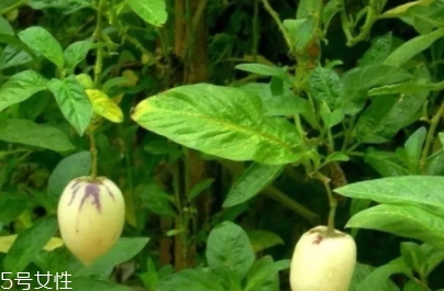 香瓜茄孕婦可以吃嗎？香瓜茄功效多