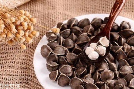 辣木茶和辣木籽的區(qū)別 辣木茶和辣木籽的區(qū)別