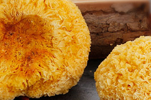 丑耳怎么吃最好？給大家介紹幾種方法