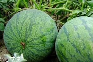 打瓜可以直接吃嗎？打瓜的功效作用