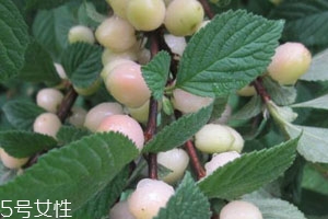 白玉櫻桃多少錢一斤？