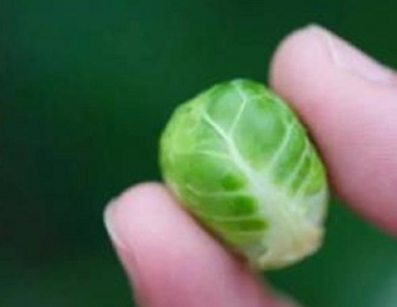 抱子甘藍(lán)可以生吃嗎？抱子甘藍(lán)沙拉更營(yíng)養(yǎng)