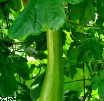 砍瓜怎么做好吃？教你烹飪砍瓜