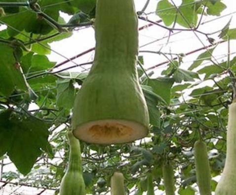 砍瓜怎么做好吃？教你烹飪砍瓜