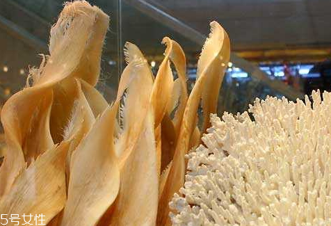 鯊魚翅多少錢一斤 你敢吃嗎 鯊魚翅多少錢一斤 你敢吃嗎